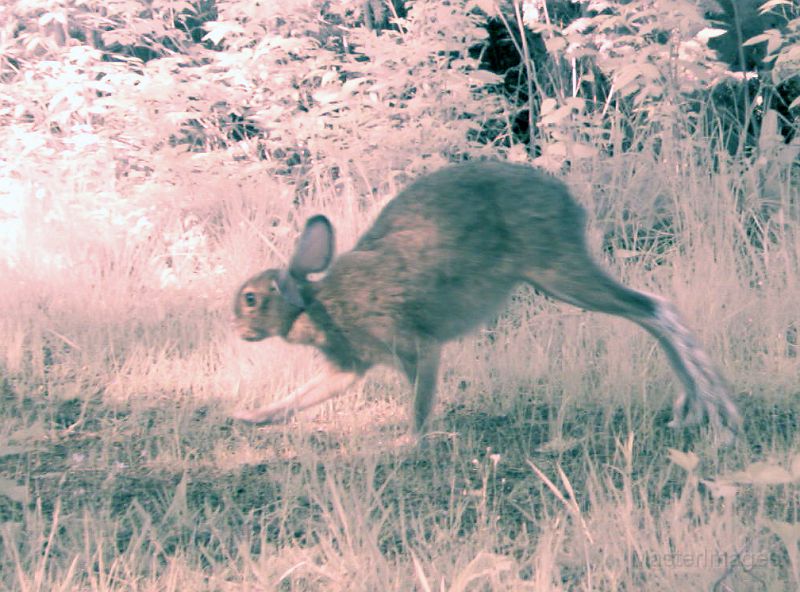SnowshoeHare_053111_0906hrs.jpg - Snowshoe Hare (Lepus americanus)